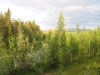 Хибинский Лес (Хибины 2005)