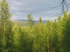 Хибинский Лес (Хибины 2005)